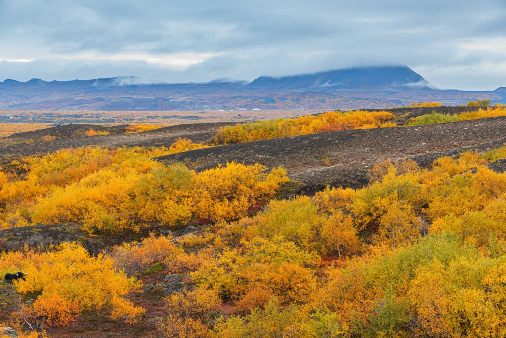 Countryside in Iceland