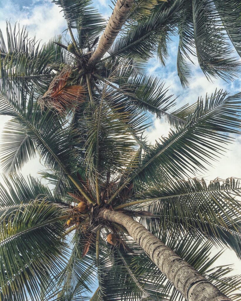 Palm trees and coconuts 