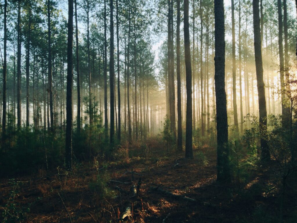 Tall trees and the evening sunlight shining through the forest connecting with nature