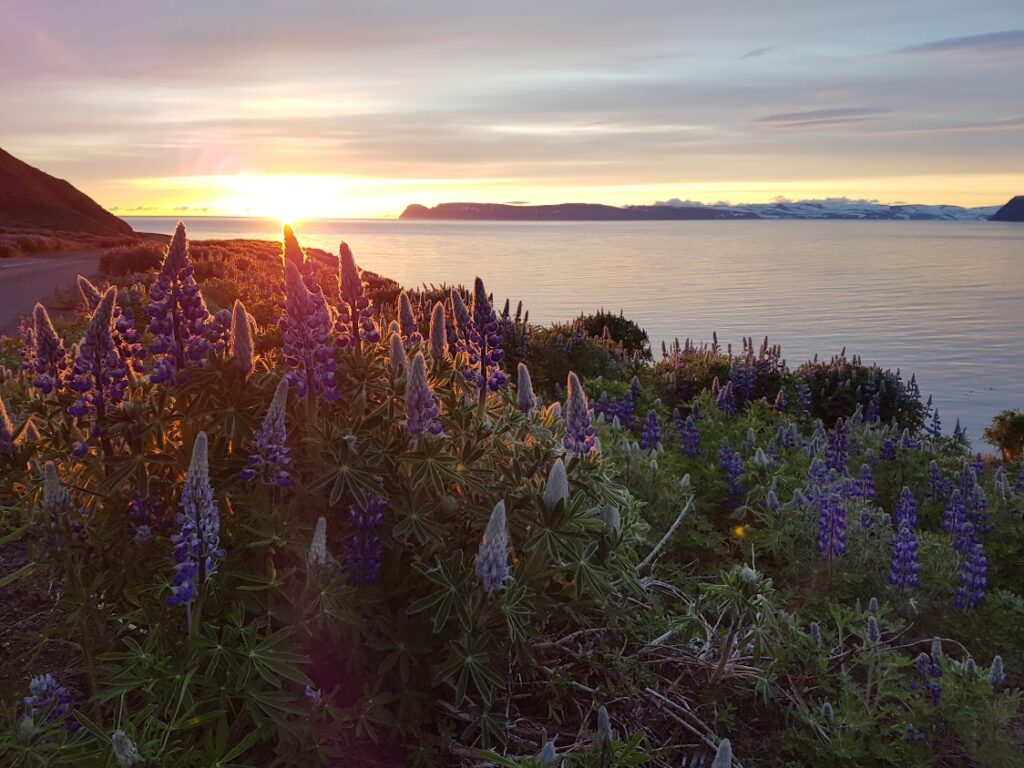 Sunset over the ocean and lupins 