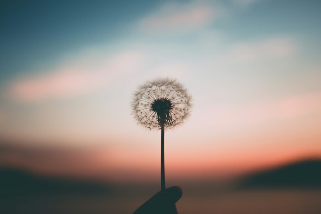 A dandelion in the sunset